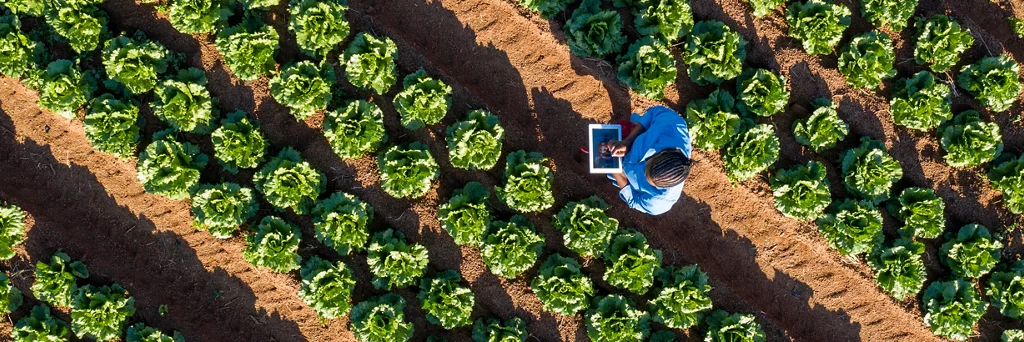 Vue aérienne d’ une agricultrice africaine noire utilisant une tablette numérique pour surveiller la pousse des légumes sur une ferme de légumes à grande échelle