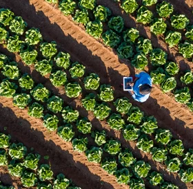 Vue aérienne d’ une agricultrice africaine noire utilisant une tablette numérique pour surveiller la pousse des légumes sur une ferme de légumes à grande échelle