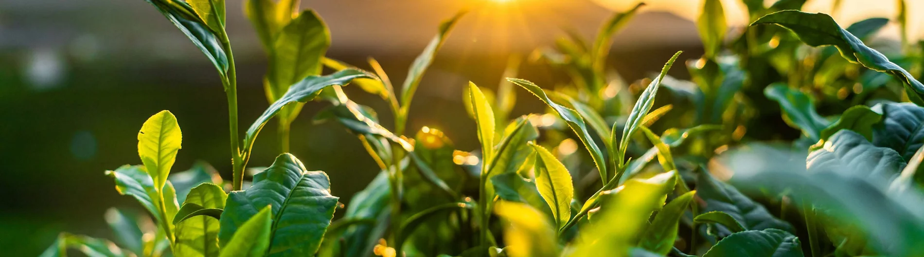 Sun over green plants