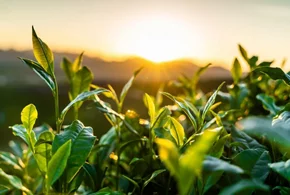 Sun over green plants