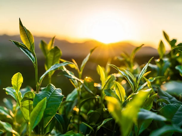 Green leaves in front of a sunrise