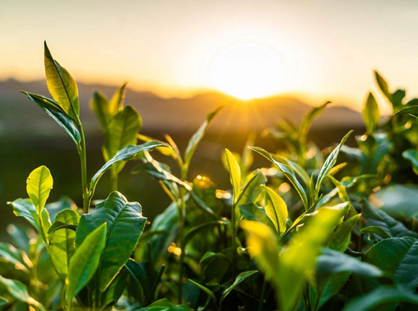 Hangzhou longjing tea garden in the morning