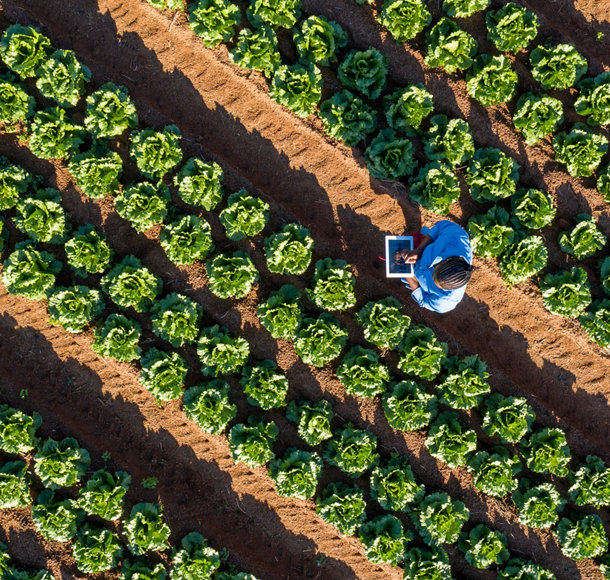 Vue aérienne d’ une agricultrice africaine noire utilisant une tablette numérique pour surveiller la pousse des légumes sur une ferme de légumes à grande échelle