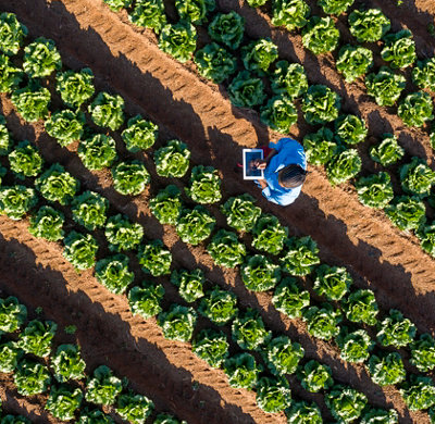 Vue aérienne d’ une agricultrice africaine noire utilisant une tablette numérique pour surveiller la pousse des légumes sur une ferme de légumes à grande échelle