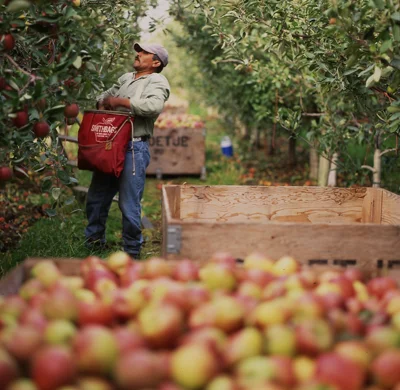 FirstFruits apple orchard