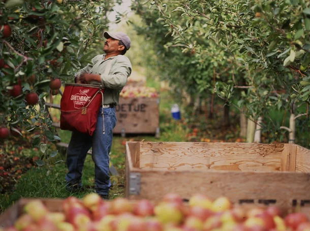 FirstFruits apple orchard