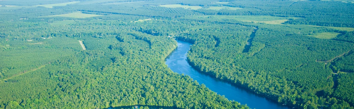 forest with river