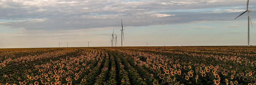 Sunflower farm with wind turbines. 