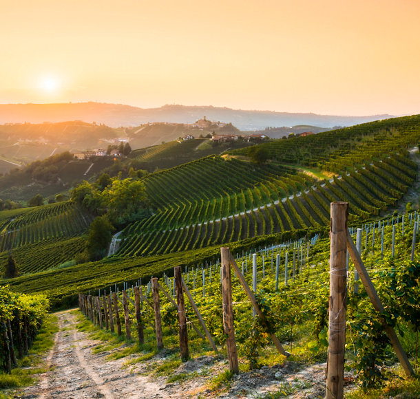 Vignoble de Barolo dans la région vinicole des Langhe, Italie, au crépuscule.