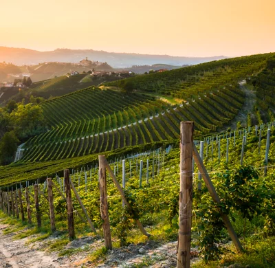 Vignoble de Barolo dans la région vinicole des Langhe, Italie, au crépuscule.