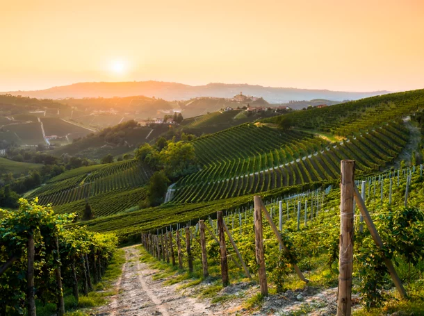 Barolo vineyards at sunset, Langhe wine region, Italy