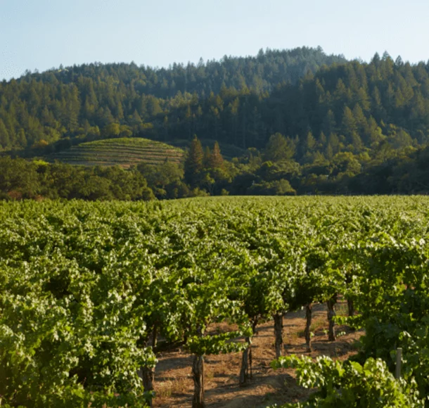 Vignoble avec montagnes en arrière-plan.