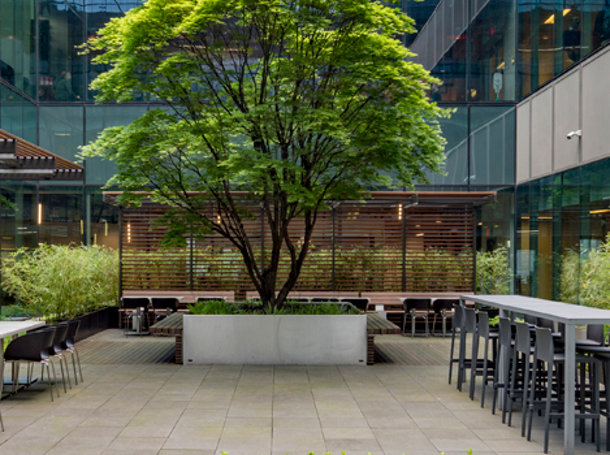 A tree in a courtyard seating area