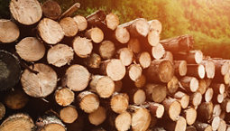 A picture displaying Stack of wood logs.
