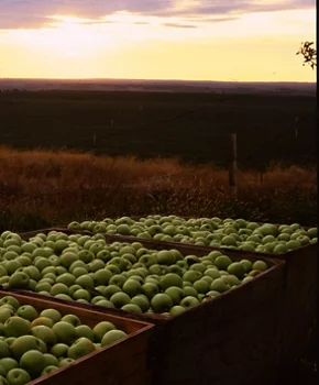 Apple orchard looking out into the sunset