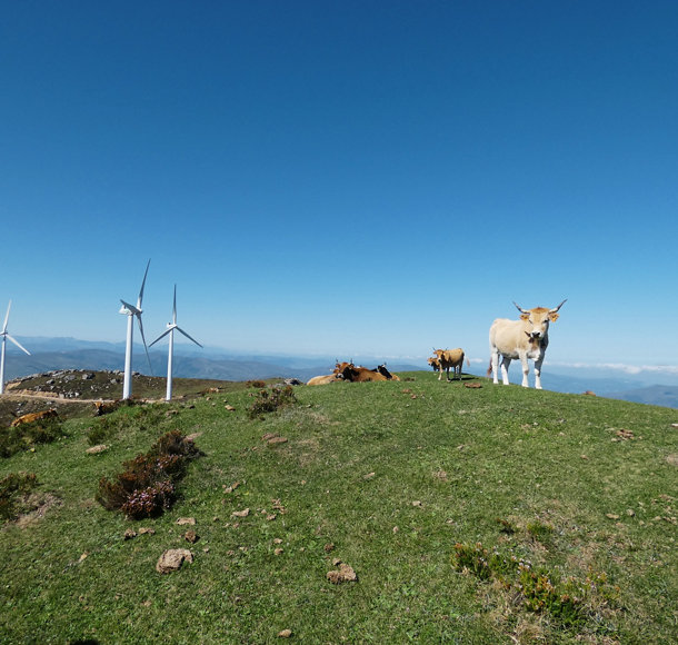 Cows and wind turbines at La Penuca Spain