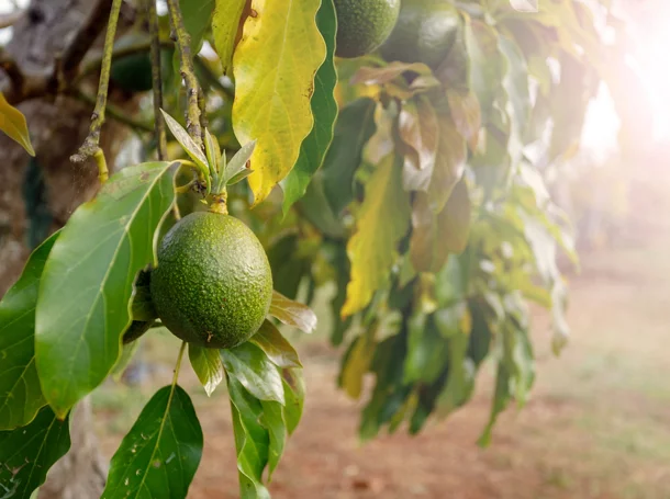 Avocado Farm.