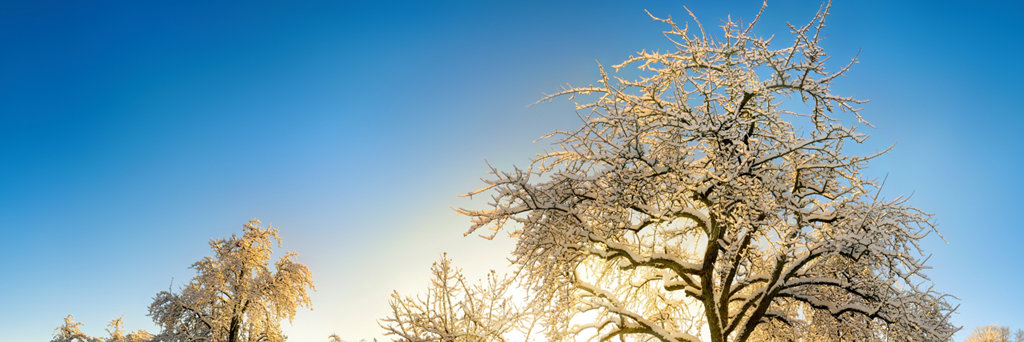 Arbres enneigés dans un champ en hiver