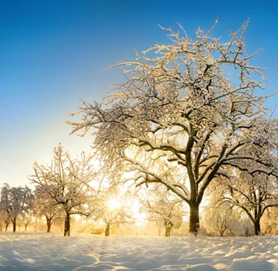 Arbres enneigés dans un champ en hiver