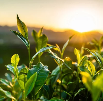 Hangzhou longjing tea garden in the morning