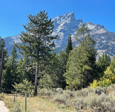 Forest/mountains 