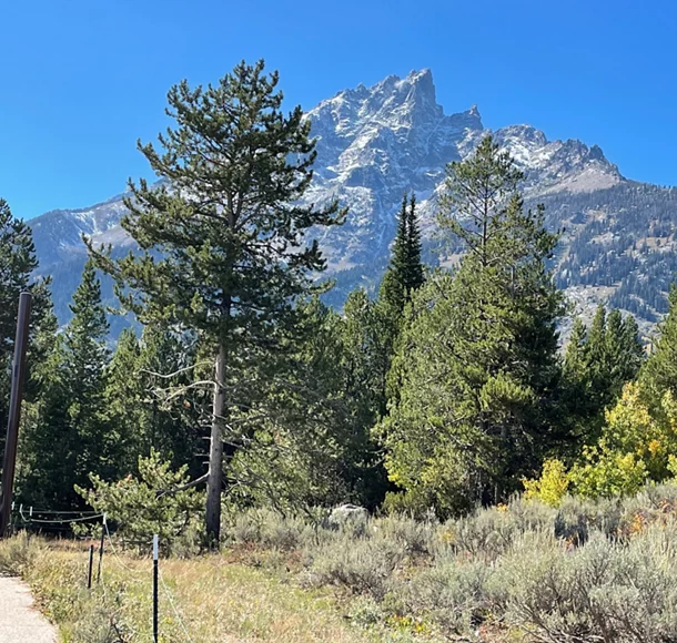 Trees in front of mountains.