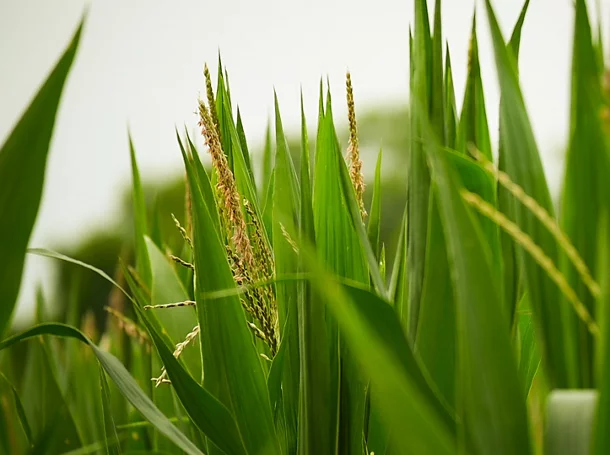 photo of Vayda crops