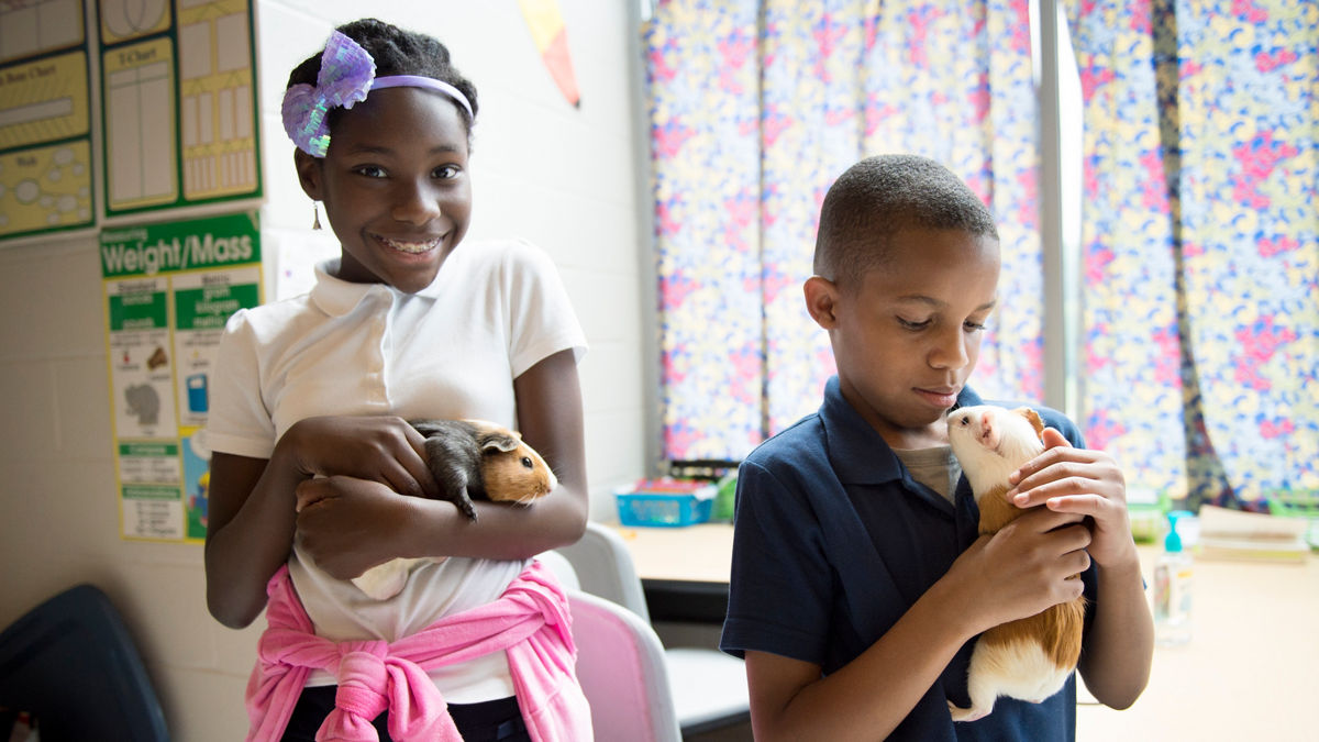 Students in the sixth grade hold their classroom guinea pigs at Lucas Crossing Elementary School on Tuesday, Aug. 16, 2016.
