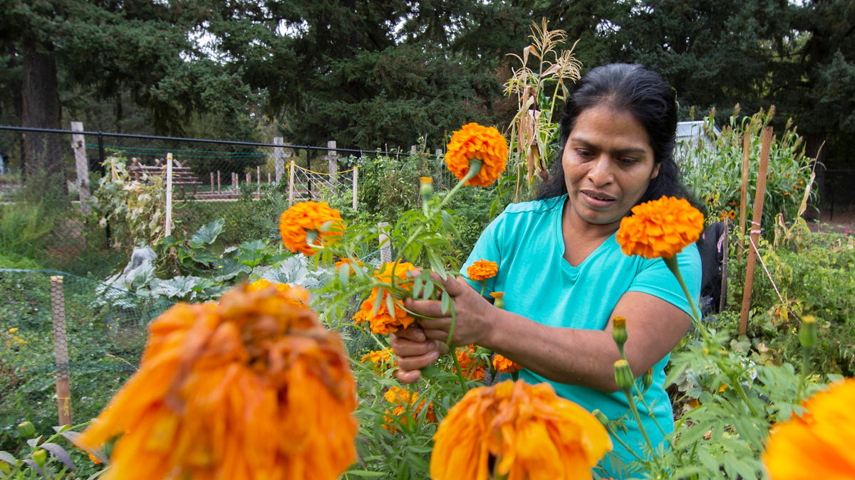A volunteer working in a public community garden reaches with her hands to harvest bright and colorful blooming flowers