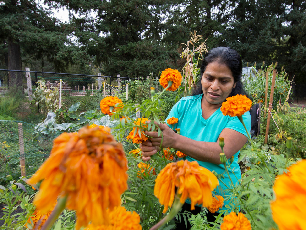 A volunteer working in a public community garden reaches with her hands to harvest bright and colorful blooming flowers