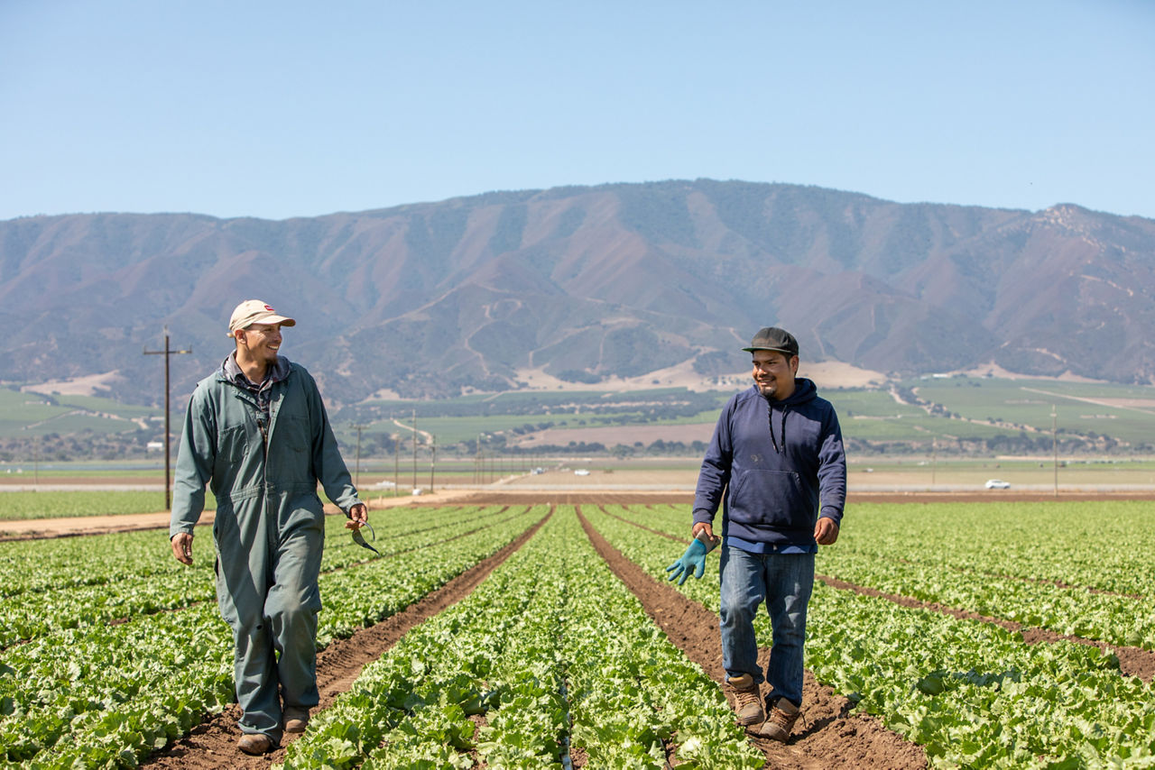 RWJF Culture of Health Prize 2019 - Gonzales, CA. Januario Lopez Martinez (blue sweatshirt) and Trinidad Zavala  (green overalls). They are inspecting drip irrigation lines. This irrigation system saves water and provides uniform plant growth. These men are farmers who work land owned by the Franscioni family. This land was origianlly purchased by Michael Franscioni's grandfather in 1903. The land now belongs to Michael's brother Ray. The land will stay in the family for another generation when Ray's kids are ready to run it.