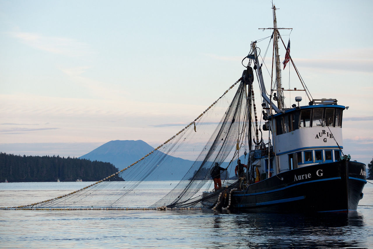 SITKA, ALASKA - SEPTEMBER 2019: Commercial fishermen on a purse seiner boat collecting fish in the early morning in Sitka.