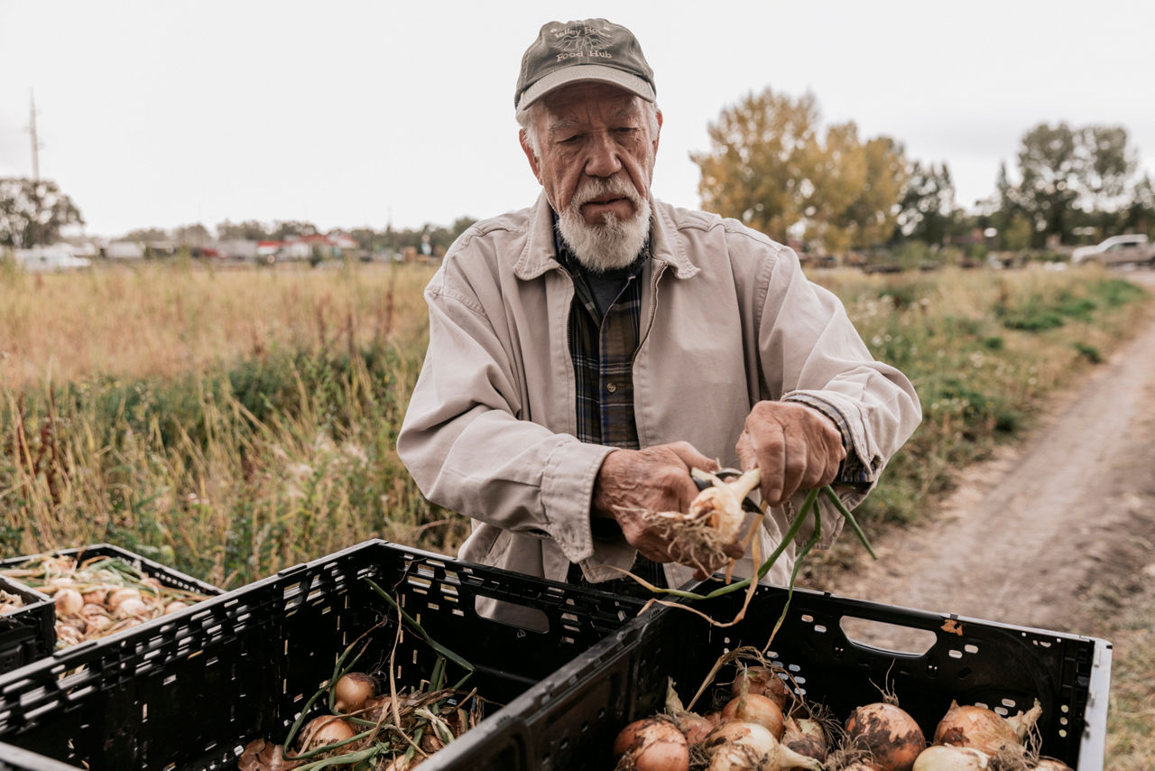 ALAMOSA, CO - SEPT. 14, 2021 - Antonio Garcia harvests yellow onions from his plot at the Rio Grande Farm Park.The Rio Grande Farm Park, along with SLV Cooking Matters, Local Foods Local Places, Valley Roots Food Hub, and the Local Roots Guide, is a program of the San Luis Valley Local Foods Coalition. The mission of the coalition is "to foster an equitable local food system that restores the health of the people, community, economy and ecosystem".