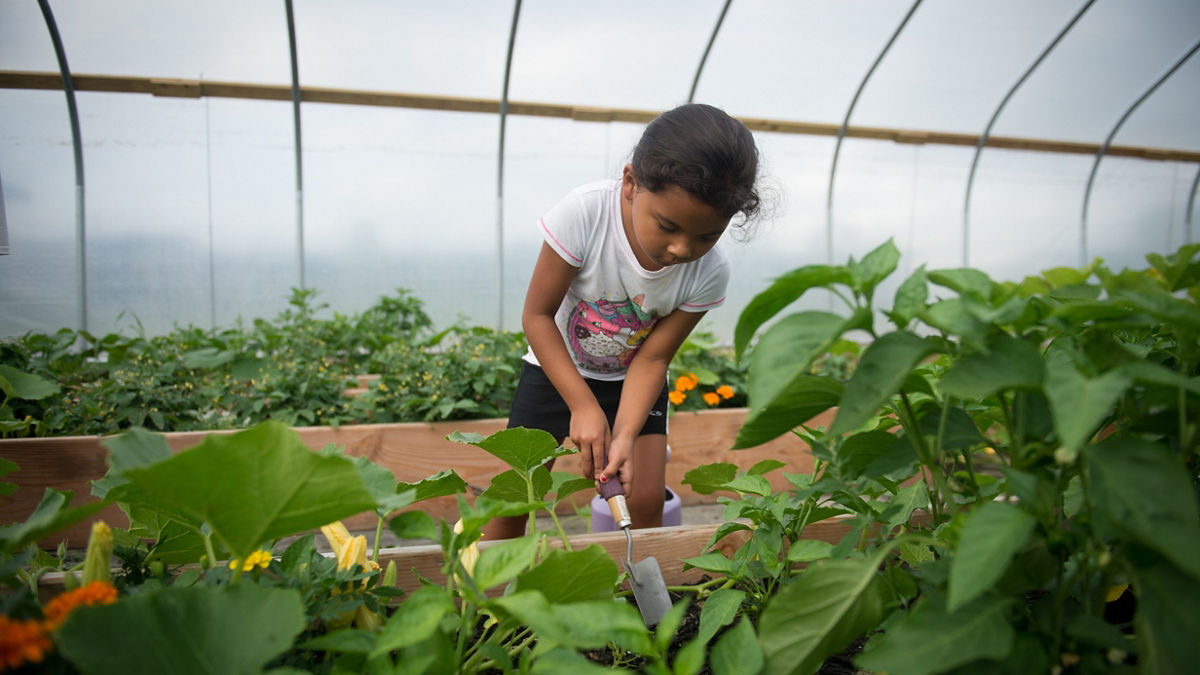 Azzilou Williams, 6, digs in the hoophouse at the Early Childhood Learning Center in Cattaraugus. The hoophouse is part of the Food Is Our Medicine Project and several traditional crops such as bear beans and wild strawberries are grown there.