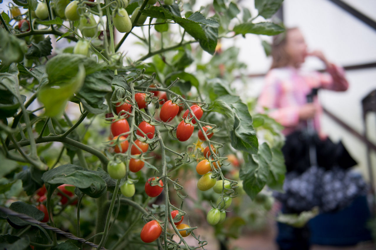 Carla DeBerry, 7, eats a tomato in the greenhouse at the DeBerry Farm, a participant in the Garret Growers Cooperative. The cooperative packages boxes of fresh produce for members of their CSA and recently started an initiative to make the boxes available to low-income residents at a discount.