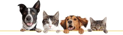 BC Humane Society Adoption Event/Vaccine Clinic