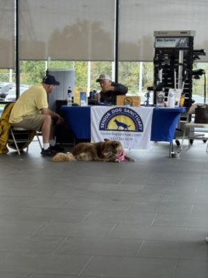 I.G. Burton Subaru: Helping Senior Dogs Find Their Forever Homes