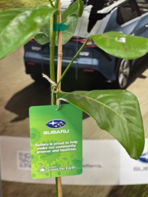 Stevens Creek Subaru partners with Arbor Association as part of Subaru Loves the Earth