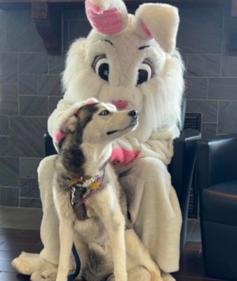 Easter Bunny Returns to River City Subaru