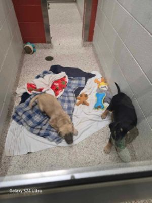 2024 Christmas Kennel Campaign