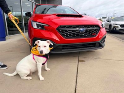 Celebrating Subaru Loves Pets month with Operation Freedom Ride.