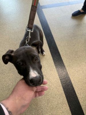 PA Caring for K9s meet and greet event was held at Ciocca Subaru of York on October 18, 2025