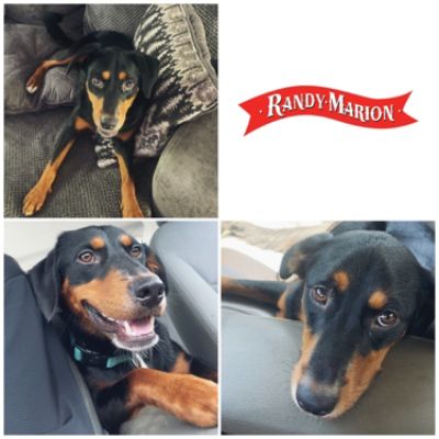 Love story - Dog Rescue