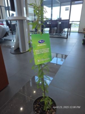 My Tree 