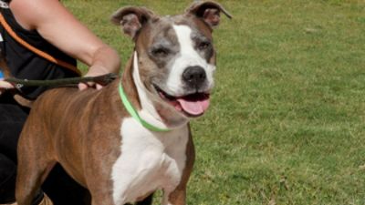 Tucson Subaru and KVOA Continue to Spotlight Adoptable Pets Across Southern Arizona