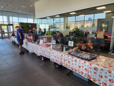RSQ Rescue Pet Adoption Event