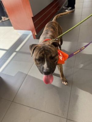 LA Services Pet Adoption with Subaru Santa Monica