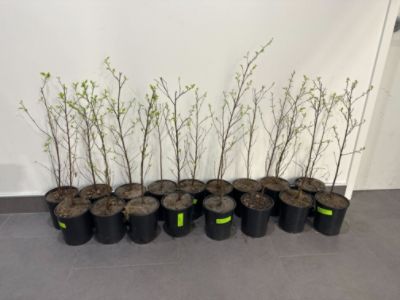 Growing Together: Subaru’s Commitment to a Greener Future