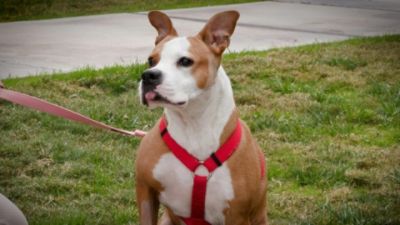 Tucson Subaru Continues Pets of the Week Partnership into 2026 to Help Shelter Dogs Find Homes