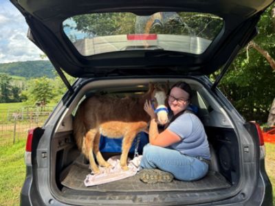 Miniature Horse Catches a Ride! - Beth S.
